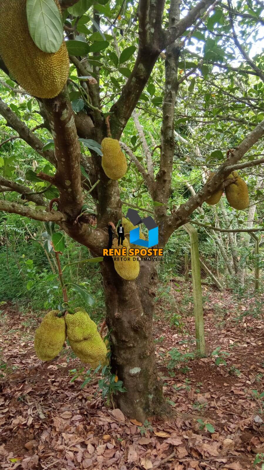 Fazenda à venda com 4 quartos, 180m² - Foto 22